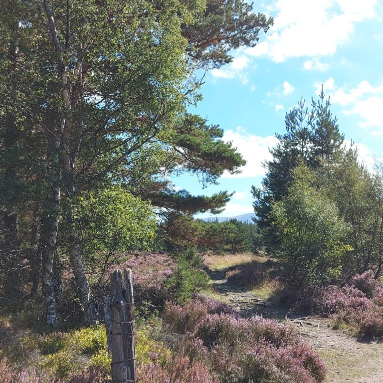 Weg durch Heidelandschaft Weg durch Heidelandschaft in Schottland, links Birkenwäldchen, lila Heidekraut. Weiß- blauer Himmel.